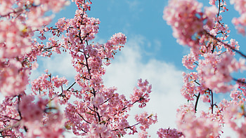 Cherry Blossom Plant , blossom, cherry, plants, flowers HD wallpaper