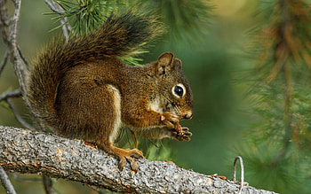Animals, Squirrel, Branch, Dinner HD wallpaper