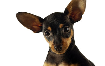 dogs are happy people, dogs, animals HD wallpaper