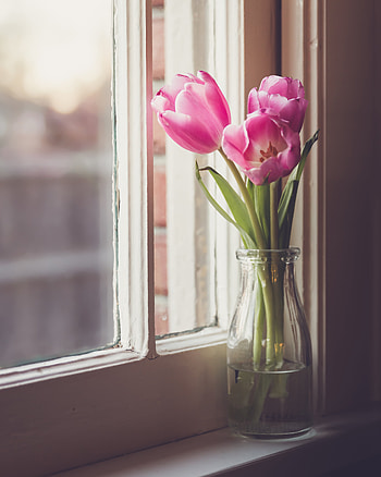 Flowers, Tulips, Window, Vase HD phone wallpaper