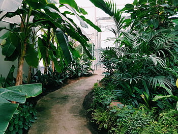 Explore the vibrant tropical plants lining this greenhouse pathway in Berlin. HD wallpaper