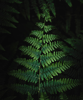 Leaves, Bush, Plant, Macro, Fern HD phone wallpaper