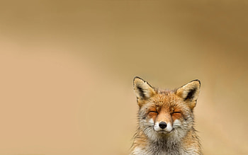 Animals, Fox HD wallpaper