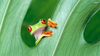 PC Frog , Anatoli Berger. 0.188 MB. Frog HD wallpaper