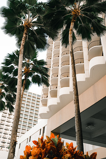 Plants, Nature, Trees, Palms, Building HD phone wallpaper