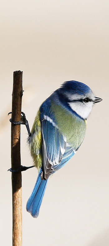 birds, Pin on, Birds HD phone wallpaper