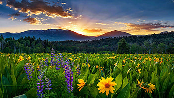 East Idaho Spring's Delight, Caribou Mountains, fiels, wildflowers, hills, blossoms, landscape, mountains, sunset, usa HD wallpaper