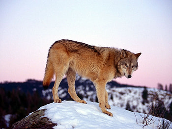 Animals, Wolfs HD wallpaper