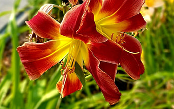 Lily, Latvia, nature, flower HD wallpaper