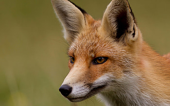 fox, dog, face, canine HD wallpaper