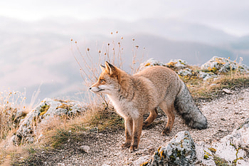 Animals, Fox, Brown, Sight, Opinion, Wildlife, Animal HD wallpaper