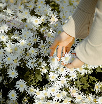 A woman's hand gently touches blooming daisies in a sunny meadow, capturing spring's harmonious essence. HD phone wallpaper