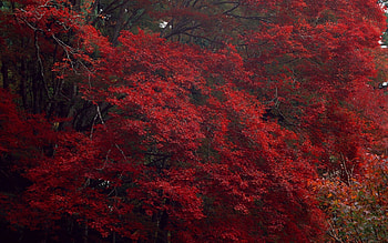 Red Autumn Trees, trees, autumn, nature, red HD wallpaper