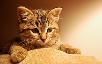 Animals, Cats HD wallpaper