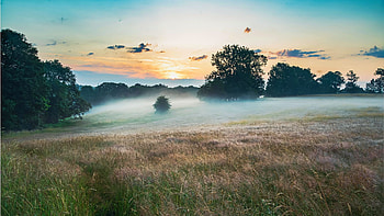 Mist in The Long Grass - Leighton Buzzard UK, morning, landscape, trees, sky, sunrise, england HD wallpaper