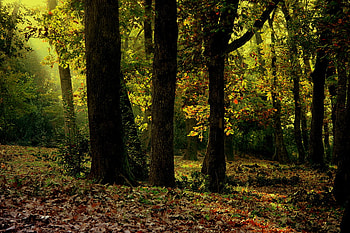 Autumn Forest, leaves, sunlight, trees, autumn, forest HD wallpaper
