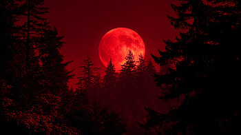 Crimson Moon — : Blood-Red Moon Over Pine Silhouettes, Blood Moon, Forest HD wallpaper