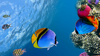 Underwater coral fish, Sea ocean, Ultra , Animal HD wallpaper