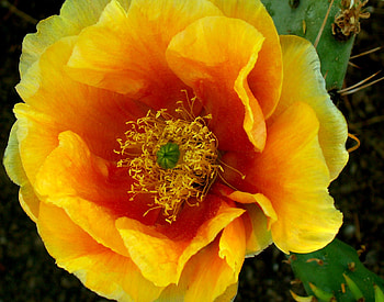 Yellow flower, flowers, yellow, flower HD wallpaper