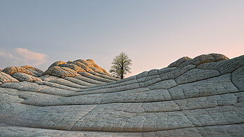 Desert, tree in day, iOS stock, 2020 HD wallpaper
