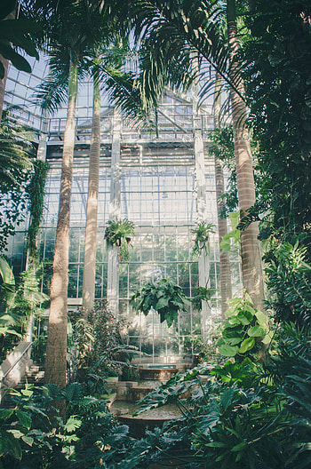 Plants, Palms, Miscellanea, Miscellaneous, Greenhouse HD phone wallpaper