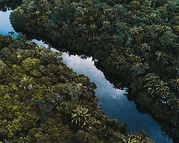 Aerial shot, river, trees, Brazil HD wallpaper
