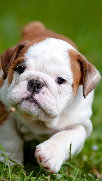 Bulldog, Cute puppies, , Adorable background HD phone wallpaper