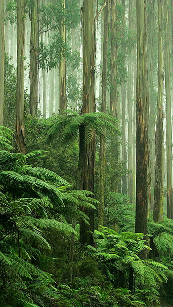 Amazon Rain Forest, Rainforest , Nature's canvas, Scenic beauty HD phone wallpaper