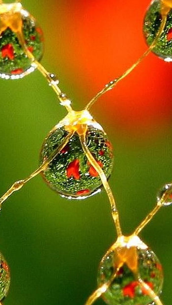 Water Drop Notch, Beautiful Nature, beautiful, nature, green HD phone wallpaper