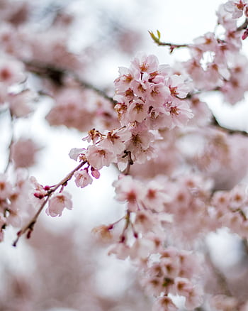 Beautiful cherry blossoms blooming in spring, Seoul, South Korea. HD phone wallpaper