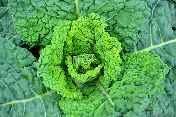 Leaves, Macro, Vegetable, Savoy Cabbage, Savoy HD wallpaper