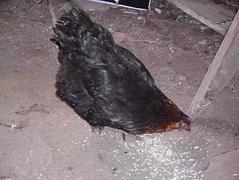 Bellina, chicken, farm, black star, hen HD wallpaper