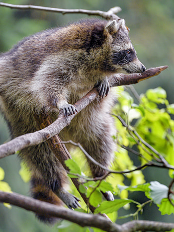 Animals, Fluffy, Branch, Animal, Raccoon HD phone wallpaper