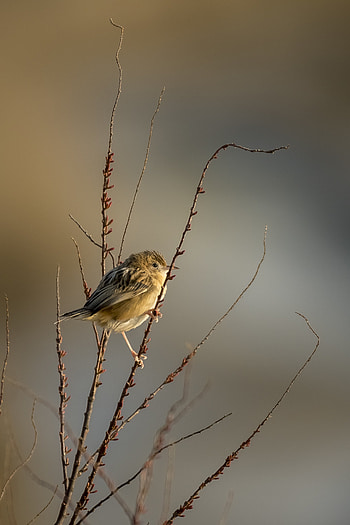 Animals, Feather, Bird, Branches, Cysticol, Cystikol HD phone wallpaper