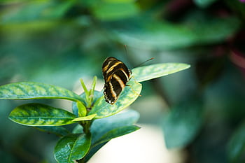 Close-up of a Zebra Longwing butterfly perched on a leaf in a vibrant garden setting. HD wallpaper