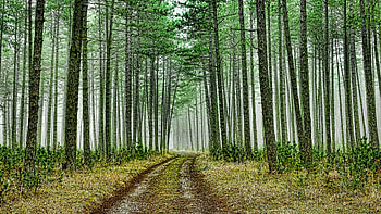 Green forest road, Nature's path, Serpentine trail, Journey through trees HD wallpaper
