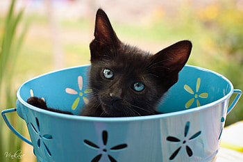 Animals, Cat, Kitty, Kitten, Sight, Opinion, Bucket HD wallpaper