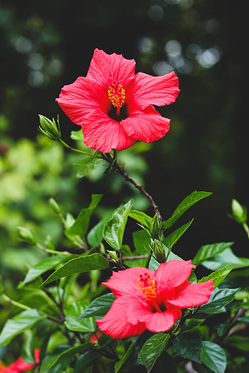 Flowers, Flower, Plant, Bloom, Flowering, Hibiscus HD phone wallpaper
