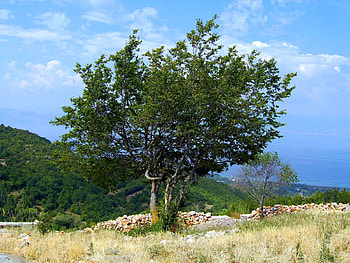 Tree, sky, forests, nature HD wallpaper