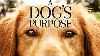A Dog's Purpose, Buy movie, Heartwarming story, Emotional journey HD wallpaper