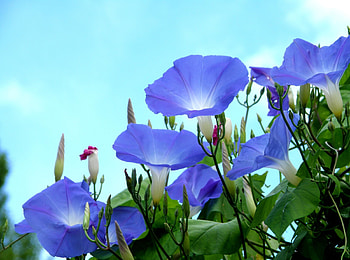 Flowers, Sky, Bindweed, Greens, Buds, Wonkie HD wallpaper