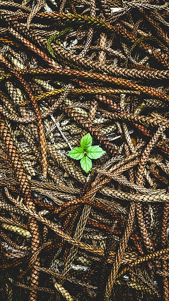 Nature, Leaves, Plant, Ears, Spikes, Seeds, Seed HD phone wallpaper