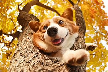 Ultra , Corgi , Background HD wallpaper