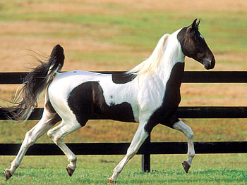 BLACK AND WHITE HORSE, horse, power, animals, beauty HD wallpaper