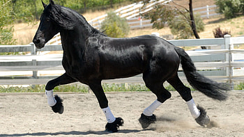 Animals, Mane, Horse, Tail, Run, Wind, Running HD wallpaper