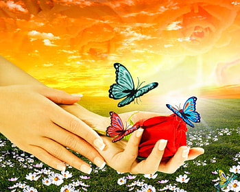 Red rose, rose, butterfly, field, hands, sky, flowers HD wallpaper