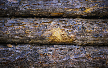 pine logs texture, background with wooden logs, logs texture, wood texture, bark texture HD wallpaper