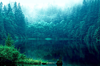 FOREST LAKE, mist, calm, forest, lake HD wallpaper
