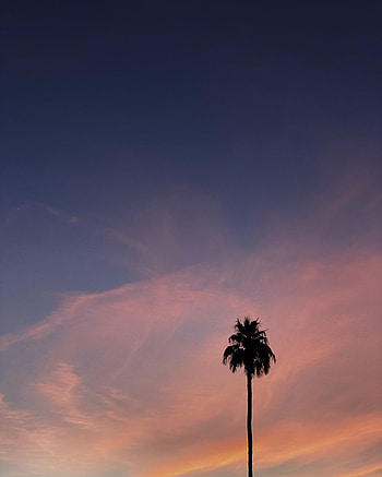 Nature, Sky, Clouds, Wood, Tree, Palm HD phone wallpaper