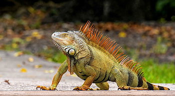 Iguana in Nature, nature, iguana, lizard, reptile HD wallpaper